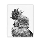 Shop Black Cockatoo Close-Up Art Print-Animals, Baby Nursery, Birds, Black, Grey, Portrait, Scandinavian, Tropical, View All, White-framed painted poster wall decor artwork