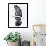 Shop Black Cockatoo Art Print-Animals, Baby Nursery, Birds, Black, Portrait, Tropical, View All, White-framed painted poster wall decor artwork