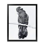 Shop Black Cockatoo Art Print-Animals, Baby Nursery, Birds, Black, Portrait, Tropical, View All, White-framed painted poster wall decor artwork