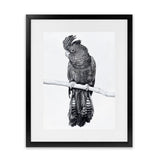 Shop Black Cockatoo Art Print-Animals, Baby Nursery, Birds, Black, Portrait, Tropical, View All, White-framed painted poster wall decor artwork