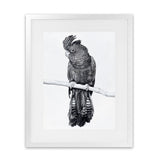 Shop Black Cockatoo Art Print-Animals, Baby Nursery, Birds, Black, Portrait, Tropical, View All, White-framed painted poster wall decor artwork