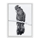 Shop Black Cockatoo Canvas Art Print-Animals, Baby Nursery, Birds, Black, Portrait, Tropical, View All, White-framed wall decor artwork