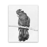 Shop Black Cockatoo Art Print-Animals, Baby Nursery, Birds, Black, Portrait, Tropical, View All, White-framed painted poster wall decor artwork