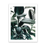 Shop Rubber Plant Art Print-Botanicals, Green, Hamptons, Portrait, Tropical, View All-framed painted poster wall decor artwork