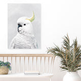Shop White Cockatoo Canvas Art Print-Animals, Baby Nursery, Birds, Portrait, View All, White-framed wall decor artwork