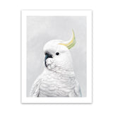 Shop White Cockatoo Art Print-Animals, Baby Nursery, Birds, Portrait, View All, White-framed painted poster wall decor artwork