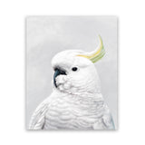 Shop White Cockatoo Art Print-Animals, Baby Nursery, Birds, Portrait, View All, White-framed painted poster wall decor artwork