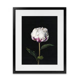 Shop Peony Art Print-Black, Florals, Hamptons, Portrait, View All-framed painted poster wall decor artwork
