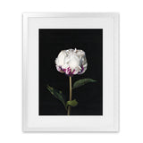 Shop Peony Art Print-Black, Florals, Hamptons, Portrait, View All-framed painted poster wall decor artwork