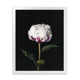 Shop Peony Art Print-Black, Florals, Hamptons, Portrait, View All-framed painted poster wall decor artwork