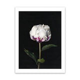Shop Peony Art Print-Black, Florals, Hamptons, Portrait, View All-framed painted poster wall decor artwork
