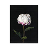 Shop Peony Canvas Art Print-Black, Florals, Hamptons, Portrait, View All-framed wall decor artwork
