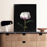 Shop Peony Art Print-Black, Florals, Hamptons, Portrait, View All-framed painted poster wall decor artwork