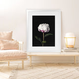 Shop Peony Art Print-Black, Florals, Hamptons, Portrait, View All-framed painted poster wall decor artwork
