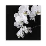 Shop Orchid (Square) Art Print-Black, Botanicals, Florals, Hamptons, Scandinavian, Square, View All, White-framed painted poster wall decor artwork