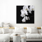 Shop Orchid (Square) Canvas Art Print-Black, Botanicals, Florals, Hamptons, Scandinavian, Square, View All, White-framed wall decor artwork