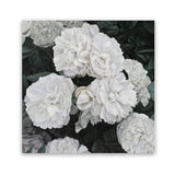 Shop White English Roses (Square) Art Print-Botanicals, Florals, Hamptons, Square, View All, White-framed painted poster wall decor artwork