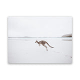 Shop Beach Kangaroo Photo Canvas Art Print-Animals, Baby Nursery, Coastal, Landscape, Neutrals, Photography, Photography Canvas Prints, View All-framed wall decor artwork