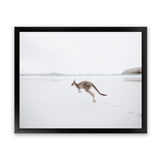 Shop Beach Kangaroo Photo Art Print-Animals, Baby Nursery, Coastal, Landscape, Neutrals, Photography, View All-framed poster wall decor artwork