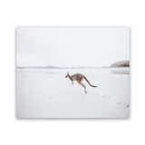 Shop Beach Kangaroo Photo Art Print-Animals, Baby Nursery, Coastal, Landscape, Neutrals, Photography, View All-framed poster wall decor artwork