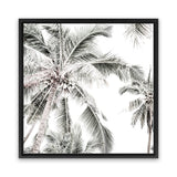 Shop Coconut Palms (Square) Photo Canvas Art Print-Boho, Coastal, Green, Hamptons, Photography, Photography Canvas Prints, Square, Tropical, View All, White-framed wall decor artwork