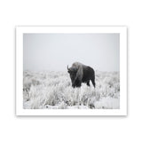 Shop Snow Buffalo Photo Art Print-Animals, Black, Grey, Horizontal, Landscape, Photography, Rectangle, View All-framed poster wall decor artwork