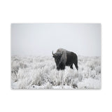 Shop Snow Buffalo Photo Canvas Art Print-Animals, Grey, Horizontal, Landscape, Photography, Photography Canvas Prints, Rectangle, View All-framed wall decor artwork