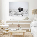 Shop Snow Buffalo Photo Canvas Art Print-Animals, Grey, Horizontal, Landscape, Photography, Photography Canvas Prints, Rectangle, View All-framed wall decor artwork