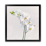 Shop White Orchid Stems (Square) Art Print-Botanicals, Florals, Hamptons, Neutrals, Square, View All, White-framed painted poster wall decor artwork