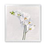 Shop White Orchid Stems (Square) Art Print-Botanicals, Florals, Hamptons, Neutrals, Square, View All, White-framed painted poster wall decor artwork