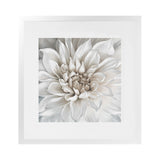 Shop White Dahlia (Square) Art Print-Botanicals, Florals, Square, View All, White-framed painted poster wall decor artwork