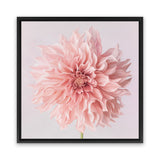 Shop Pink Dahlia (Square) Canvas Art Print-Botanicals, Florals, Hamptons, Pink, Square, View All-framed wall decor artwork