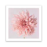 Shop Pink Dahlia (Square) Art Print-Botanicals, Florals, Hamptons, Pink, Square, View All-framed painted poster wall decor artwork