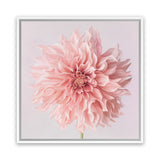 Shop Pink Dahlia (Square) Canvas Art Print-Botanicals, Florals, Hamptons, Pink, Square, View All-framed wall decor artwork