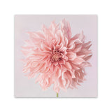 Shop Pink Dahlia (Square) Canvas Art Print-Botanicals, Florals, Hamptons, Pink, Square, View All-framed wall decor artwork