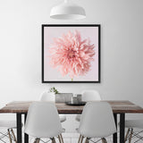 Shop Pink Dahlia (Square) Canvas Art Print-Botanicals, Florals, Hamptons, Pink, Square, View All-framed wall decor artwork