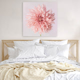 Shop Pink Dahlia (Square) Canvas Art Print-Botanicals, Florals, Hamptons, Pink, Square, View All-framed wall decor artwork