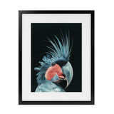 Shop Frankie The Palm Cockatoo Art Print-Animals, Baby Nursery, Birds, Black, Blue, Portrait, Rectangle, View All-framed painted poster wall decor artwork