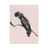 Shop George The Black Cockatoo (Pink) Canvas Art Print-Animals, Birds, Black, Pink, Portrait, Rectangle, View All-framed wall decor artwork