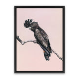 Shop George The Black Cockatoo (Pink) Canvas Art Print-Animals, Birds, Black, Pink, Portrait, Rectangle, View All-framed wall decor artwork