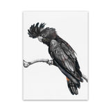 Shop George The Black Cockatoo (White) Canvas Art Print-Animals, Baby Nursery, Birds, Black, Portrait, Rectangle, View All, White-framed wall decor artwork