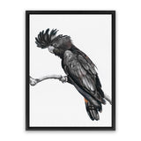 Shop George The Black Cockatoo (White) Canvas Art Print-Animals, Baby Nursery, Birds, Black, Portrait, Rectangle, View All, White-framed wall decor artwork