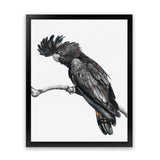 Shop George The Black Cockatoo (White) Art Print-Animals, Birds, Black, Portrait, Rectangle, View All, White-framed painted poster wall decor artwork