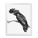 Shop George The Black Cockatoo (White) Art Print-Animals, Birds, Black, Portrait, Rectangle, View All, White-framed painted poster wall decor artwork