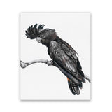 Shop George The Black Cockatoo (White) Art Print-Animals, Birds, Black, Portrait, Rectangle, View All, White-framed painted poster wall decor artwork
