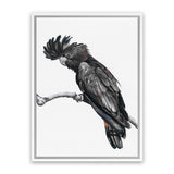 Shop George The Black Cockatoo (White) Canvas Art Print-Animals, Baby Nursery, Birds, Black, Portrait, Rectangle, View All, White-framed wall decor artwork