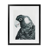 Shop Jimmy The Black Cockatoo Art Print-Animals, Birds, Black, Grey, Portrait, Rectangle, View All-framed painted poster wall decor artwork