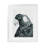 Shop Jimmy The Black Cockatoo Art Print-Animals, Birds, Black, Grey, Portrait, Rectangle, View All-framed painted poster wall decor artwork