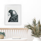 Shop Jimmy The Black Cockatoo Art Print-Animals, Birds, Black, Grey, Portrait, Rectangle, View All-framed painted poster wall decor artwork
