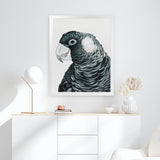 Shop Jimmy The Black Cockatoo Art Print-Animals, Birds, Black, Grey, Portrait, Rectangle, View All-framed painted poster wall decor artwork